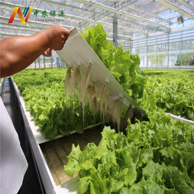 China Low Level Greenhouse Hydroponics Irrigation&Hydroponics System Equipment Cost for sale