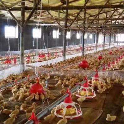 China Farm Poultry Feed Poultry House Feeding Line Automatic Duck System for sale