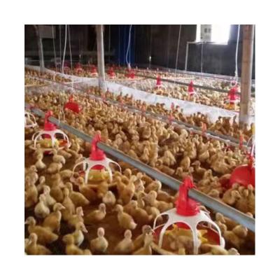 China Farm Poultry Feed Factory Price Duck Pan Feeding Line Automatic Equipment for sale