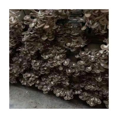 China Guaranteed Quality Price Fresh Pleurotus Ostreatus From Fresh Manufacturer for sale