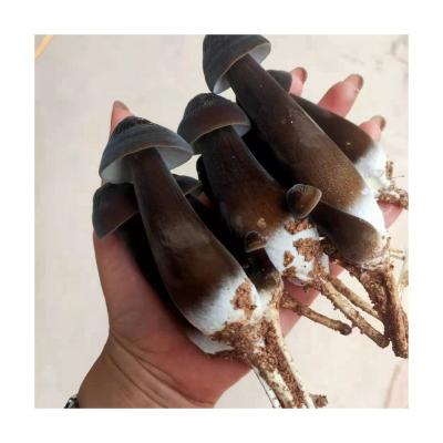 China Factory direct sales high quality fresh black Collybia Albuminosa for sale