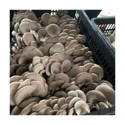 China Factory direct sales organic fresh edible mushrooms equipment fresh oyster mushroom for sale