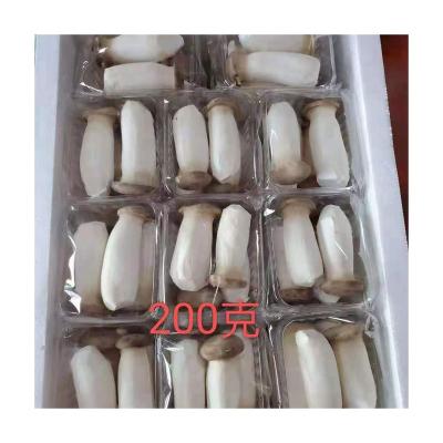 China Factory Fresh Wholesale Delicious Cheap Price White King Oyster Mushroom for sale