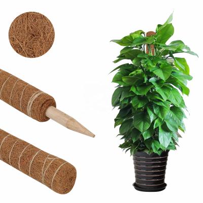 China 4 Years 26.4 Inch Green Coir Moss Pole Holder Totem For Climbing Indoor Potted Plants Creeper House Plants Grow for sale