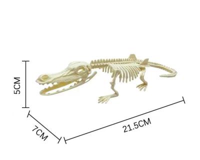 China Dinosaur skeleton Archaeology Pieced together dinosaur fossil skeleton Tyrannosaurus Rex Stegosaurus Ceratosaurus supratosaurus 002 for sale