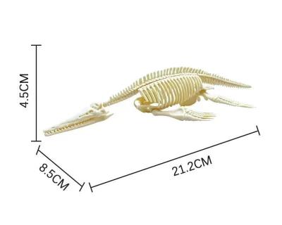 China Dinosaur Skeleton Archeology Collected Dinosaur Tyrannosaurus Rex Stegosaurus Ceratosaurus Fossil Skeleton Supratosaurus 002 for sale