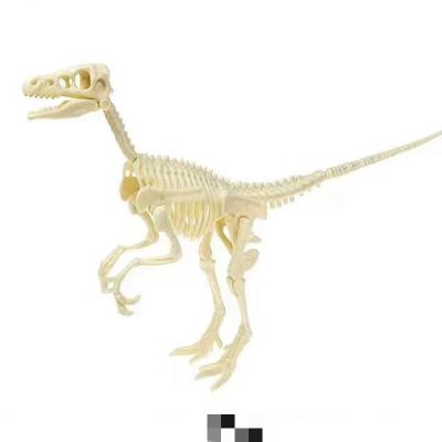 China Dinosaur Skeleton Archeology Collected Dinosaur Tyrannosaurus Rex Stegosaurus Ceratosaurus Fossil Skeleton Supratosaurus 002 for sale