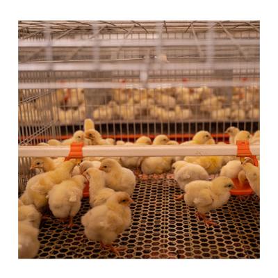 China Poultry Farms Layer Chicks Pullet Cage H Type Automated Pullet Brood Cage Systems For Chicken Farm for sale