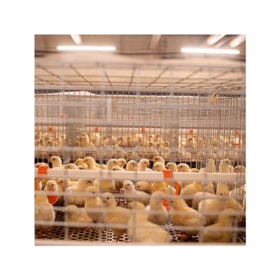 China Poultry Farms Lay High Quality Automatic Poultry Farming Equipment Automatic Chicks Pullet Cage Baby Chicks Cage for sale