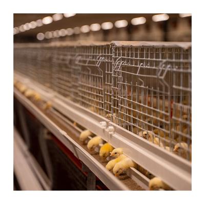 China Poultry Farms Layer Chicks Pullet Cage H Type Automated Pullet Brood Cage Systems For Chicken Farm for sale