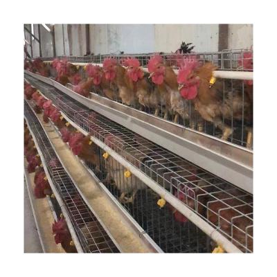 China Poultry Farms Lay Chicks Pullet Cage Poultry Farm Broiler Chicken Roosters Cage Factory Wholesale for sale