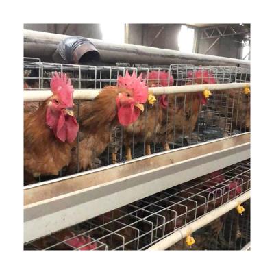 China Poultry Farms Layer Chicks Pullet Cage Multi Layer Metal Chicken Farm Equipment Automatic Broiler Rooster Battery Cages for sale