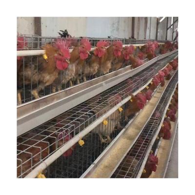 China Poultry Farms Layer Chicks Pullet Cage Fully Automated Galvanized Rooster Cage Poultry Farm Equipment Vending System Automatic Feeding Cattle For Wholesales for sale