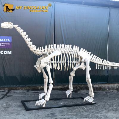 China exterior & Indoor Parks MY DINO DS052 Outdoor Playground Realistic Dinosaur Shunosaurus Dinosaur Skeleton for sale