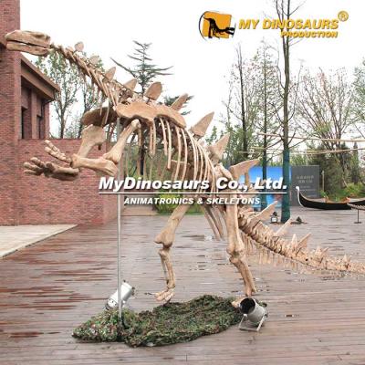 China exterior & Indoor Parks MY Dinosaur Skeleton from DINO Handmade Fossils Museum Large Tuojiangosaurus for sale