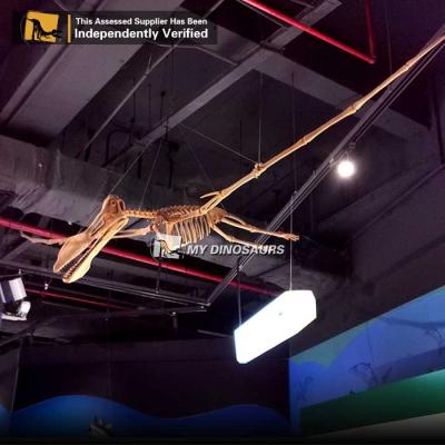 China exterior & Indoor Parks MY DINO Skeleton Dinosaur Fossil 3M Real Size Flying Pterosaur for sale