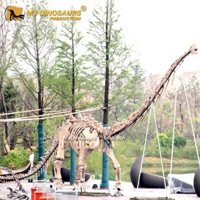 China exterior & Indoor Parks MY DINO Outdoor Real Size Dinosaur Skeleton Mamenchisaurus Fossil for sale