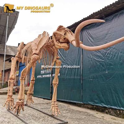 China Amusement Park My Dino DS625 Model Life Size Mammoth Skeleton Animal Skeleton For Sale for sale