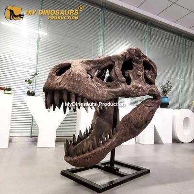 China Museum Park Mon-Dino Fiberglass Dinosaur Fossil T Rex Skull For Museum for sale