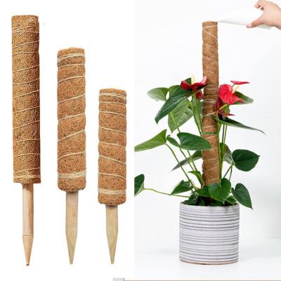 China 12 Inch Morden Plant Indoor Deluxe Coir Plant Pole Support Coco Grow Up Support Moss Poles for sale