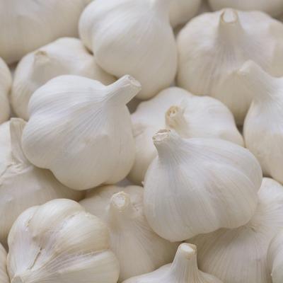 China Pure white of fresh fresh garlic for sale