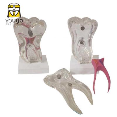 China Durable 6 Times Transparent Anatomical Detachable Dental Model Model Dental Teaching Tooth Model for sale