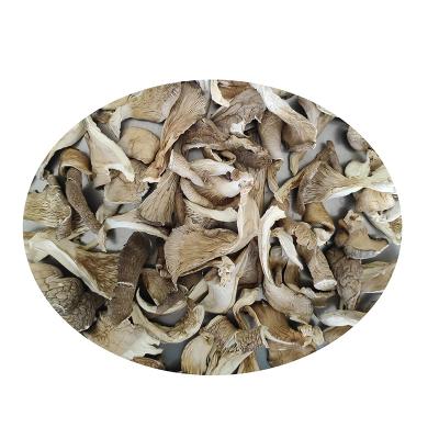 China wholesale ostreatus mushroom dryer high quality pleurotus oyster mushroom dryer for sale