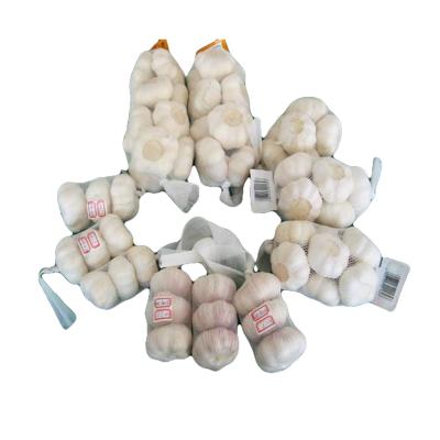 China 5cm fresh pure white fresh garlic for sale