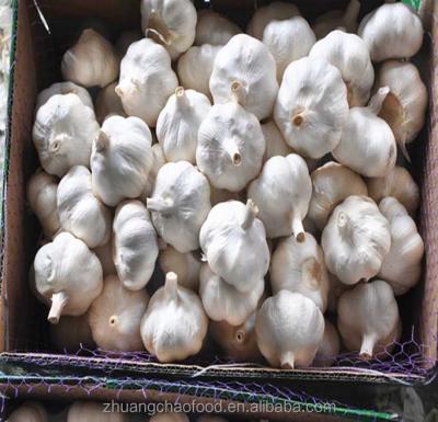 China JINXIANG Fresh Wholesale Pure White Garlic for sale