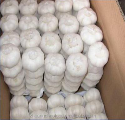 China China Farm Fresh 4pcs/bag Packing Fresh Garlic for sale