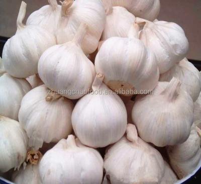 China China 2022 fresh 5cm and lift pure white garlic for sale