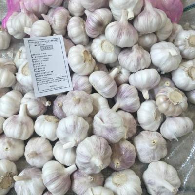 China 2022 crop fresh normal white garlic for export for sale