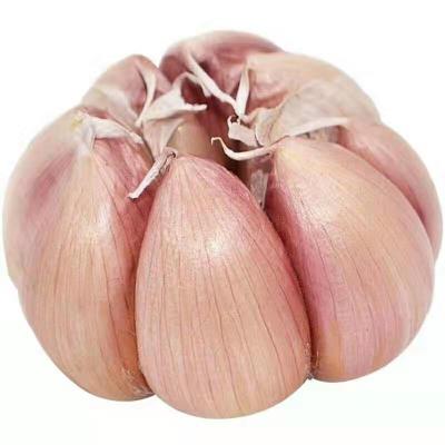 China Shandong fresh normal white fresh garlic for sale for sale