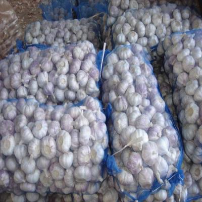 China Good Quality 5.5-6cm Fresh Normal White Jinxiang Fresh Garlic for sale