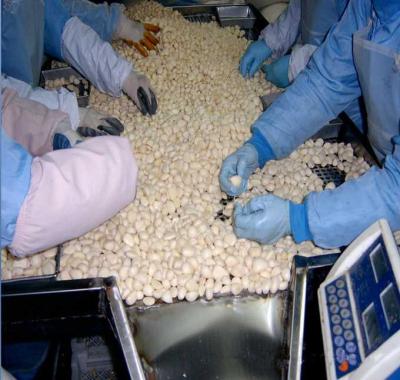 China FROZEN frozen garlic/manufacturer for sale