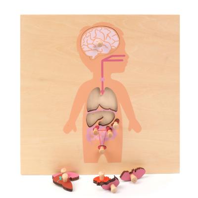 China Safe Montessori Teaching Aid The Early Human Organ Board Jigsaw Puzzle Kindergarten Educational Toys International Early Education for sale