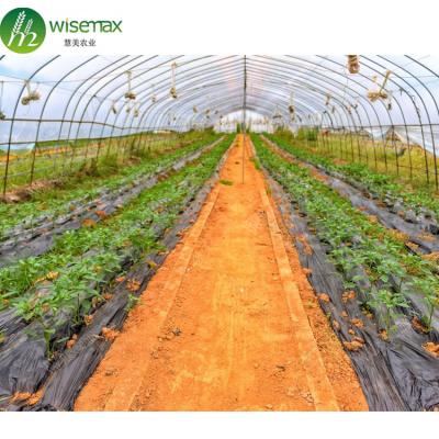 China Waterproof Single Span Strawberry Cultivation Tray Plastic Farm Equipment Greenhouse for sale