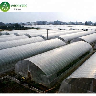 China High Span Waterproof Single Insect Tunnel Net Canton Greenhouse With Ventilation for sale