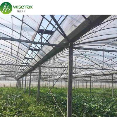 China Waterproof Commercial UV Treated Multi Span Plastic Sheet Bamboo Greenhouse for sale