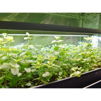 China 2019 Commercial Greenhouse Growing Lights Unique Fruit Vegetable Greenhouse Flower Lights Led Plant Growth Lamp HQ LED for sale