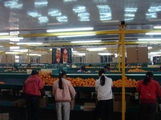 Verified China supplier - Jining Greenfarm Import And Export Co., Ltd.