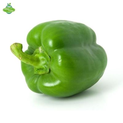 China Export fresh fresh green pepper red yellow bell pepper are hot sellers for sale