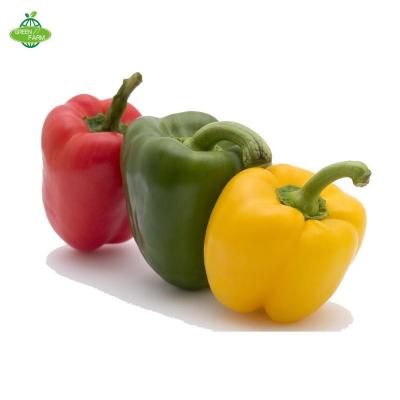 China color peppers/fresh fresh paprika/red paprika green color for sale