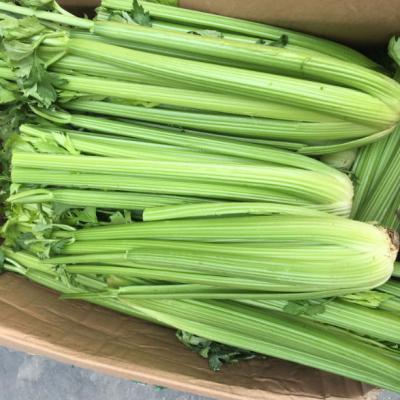 China 12 days export high quality green vegetables, fresh celery for sale