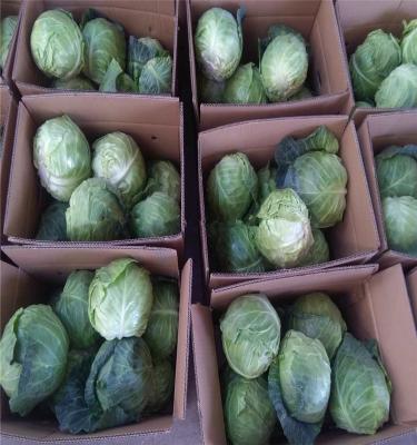 China Hot Selling New Cultivated Fresh Chinese Peking Cabbage for sale