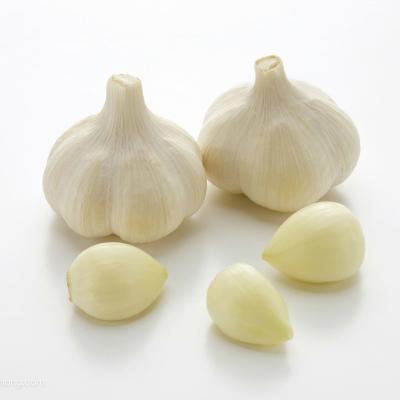 China Various characteristics fresh garlic, good price, wholesale for sale