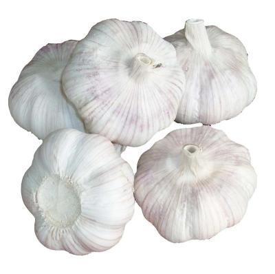 China Greenfarm Fresh High Quality Chilled Garlic for sale