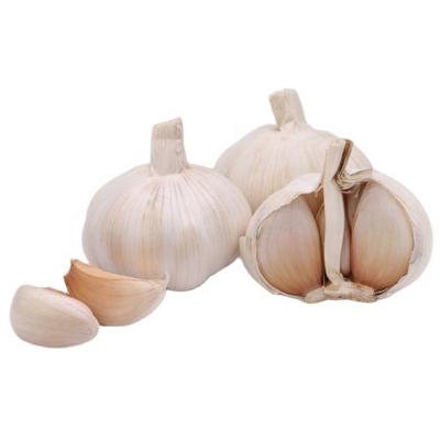 China 2020 fresh big sale for garlic in jining greenfarm for sale