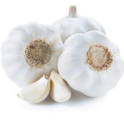 China Chinese Fresh Garlic Fresh Normal White Garlic Pure White Ajo for sale