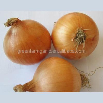 China Fresh Fresh Yellow Onion in 25kg/Mesh Bag for sale